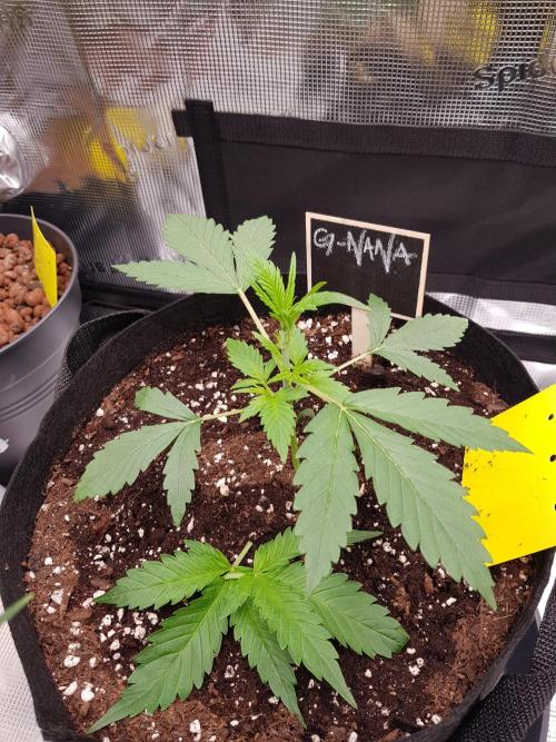 G-Nana Auto by Good Genetix. Week 3 - Tag 19
