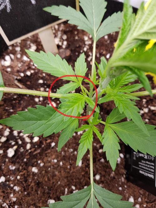 G-Nana Auto by Good Genetix. Week 3 - Tag 20 Trieb der sich nur halb entwickelt hat muss weichen