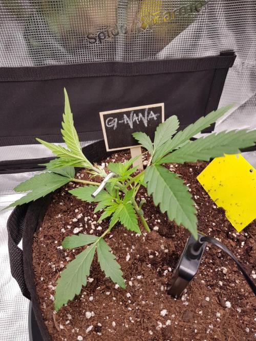 G-Nana Auto by Good Genetix. Week 3 - Tag 20