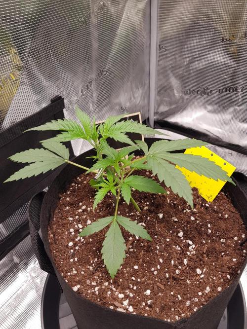 G-Nana Auto by Good Genetix. Week 3 - Tag 21
