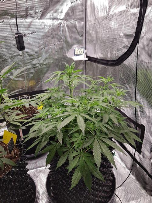 Pineapple Express Auto - Breeder Test. Week 8 - Tag 50 Seed Supplier