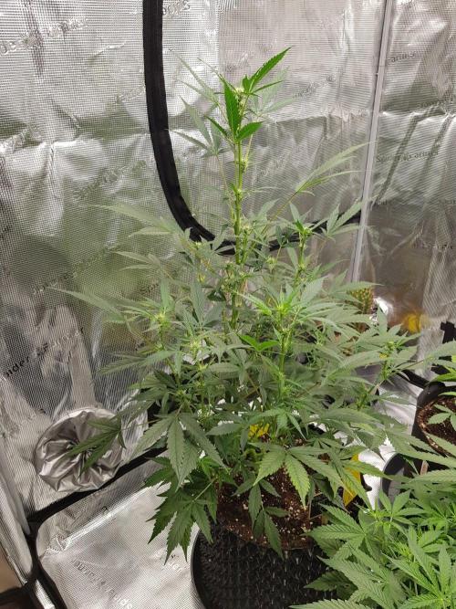 Pineapple Express Auto - Breeder Test. Week 8 - Tag 50 Fast Buds