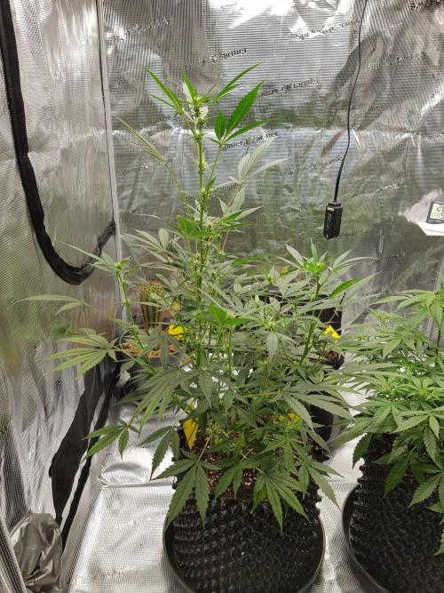 Pineapple Express Auto - Breeder Test. Week 8 - Tag 50 Fast Buds