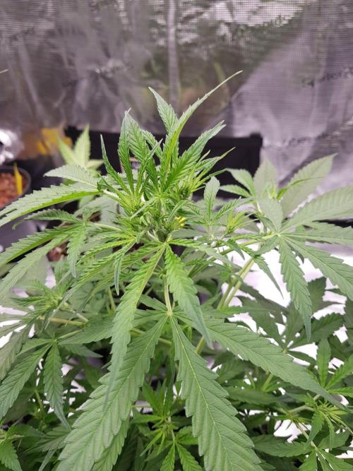 Pineapple Express Auto - Breeder Test. Week 8 - Tag 50 Seed Supplier