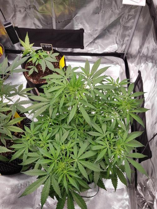 Pineapple Express Auto - Breeder Test. Week 8 - Tag 50 Seed Supplier