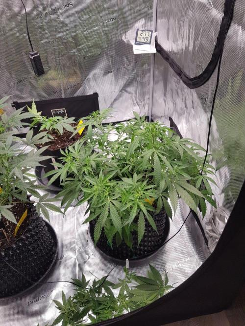 Pineapple Express Auto - Breeder Test. Week 8 - Tag 50 Seed Supplier