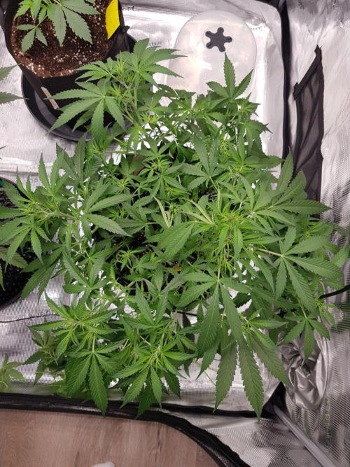 Pineapple Express Auto - Breeder Test. Week 8 - Tag 50 Seed Supplier