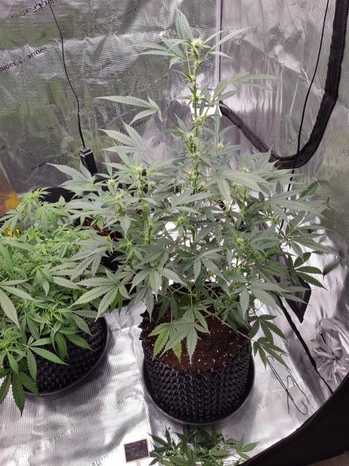 Pineapple Express Auto - Breeder Test. Week 8 - 52 Tag Fast Buds