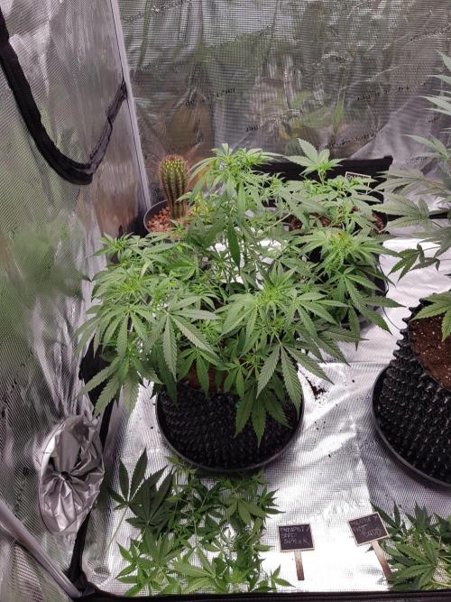 Pineapple Express Auto - Breeder Test. Week 8 - Tag 52 Seed Supplier