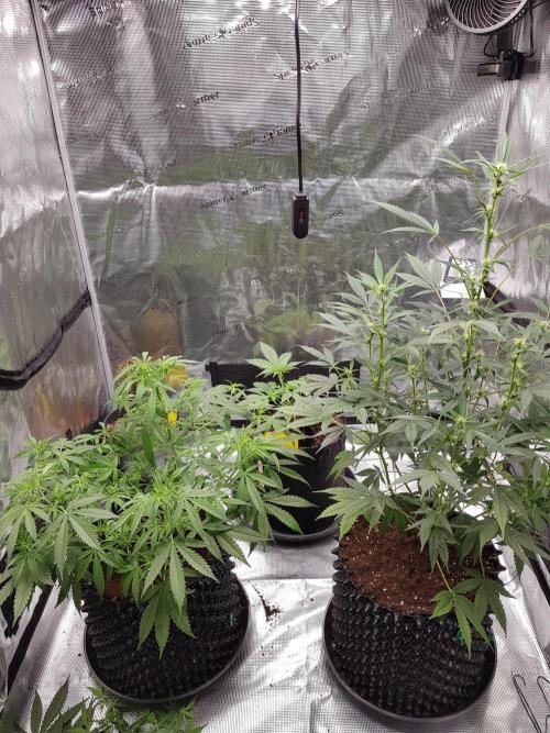 Pineapple Express Auto - Breeder Test. Week 8 - Tag 52