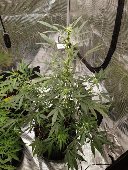 Pineapple Express Auto - Breeder Test. Week 8 - 52 Tag Fast Buds