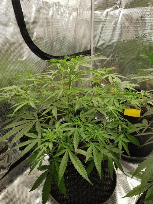Pineapple Express Auto - Breeder Test. Week 8 - Tag 52 Seed Supplier