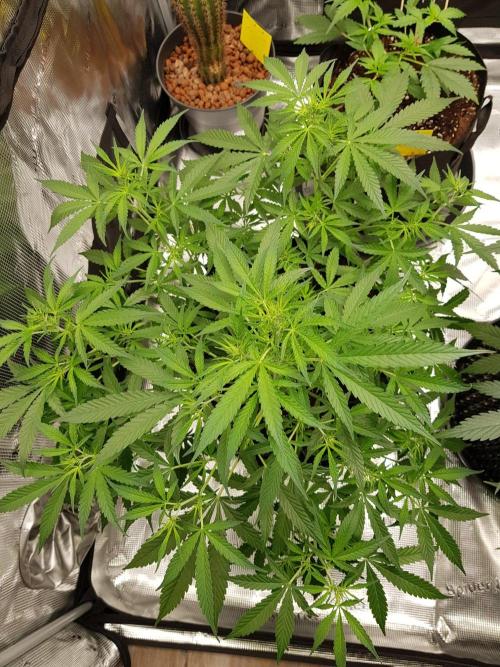 Pineapple Express Auto - Breeder Test. Week 8 - Tag 52 Seed Supplier