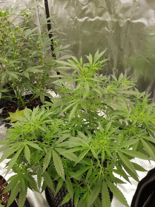 Pineapple Express Auto - Breeder Test. Week 8 - Tag 53 Seed Supplier