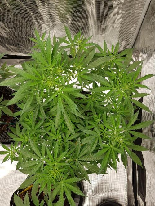 Pineapple Express Auto - Breeder Test. Week 8 - Tag 53 Seed Supplier