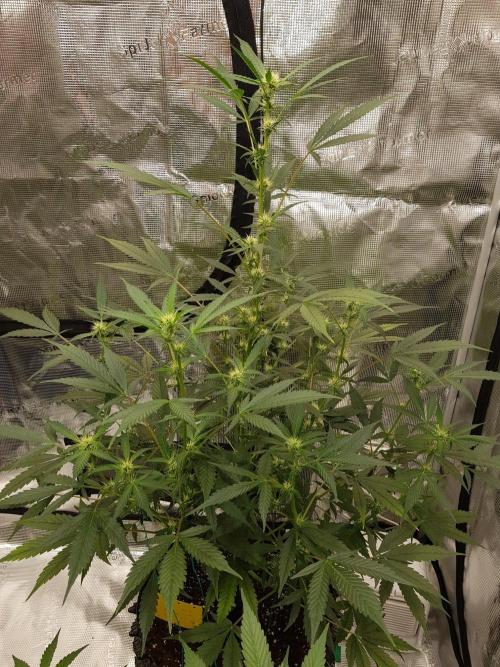 Pineapple Express Auto - Breeder Test. Week 8 - Tag 53 Fast Buds