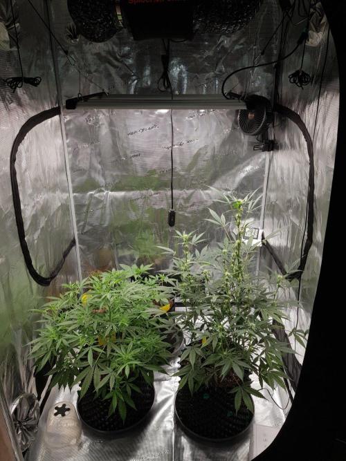 Pineapple Express Auto - Breeder Test. Week 8 - Tag 54