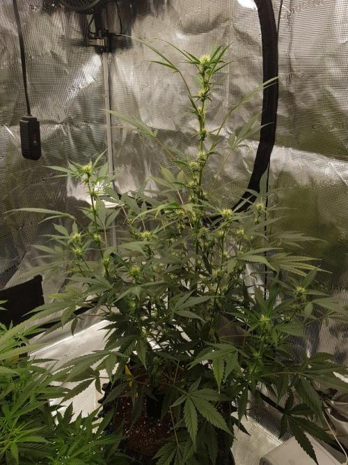Pineapple Express Auto - Breeder Test. Week 8 - Tag 54 Fast Buds