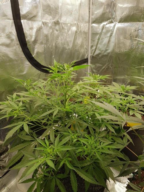 Pineapple Express Auto - Breeder Test. Week 8 - Tag 54 Seed Supplier