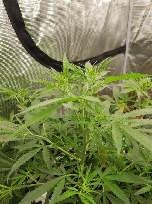 Pineapple Express Auto - Breeder Test. Week 8 - Tag 54 Seed Supplier