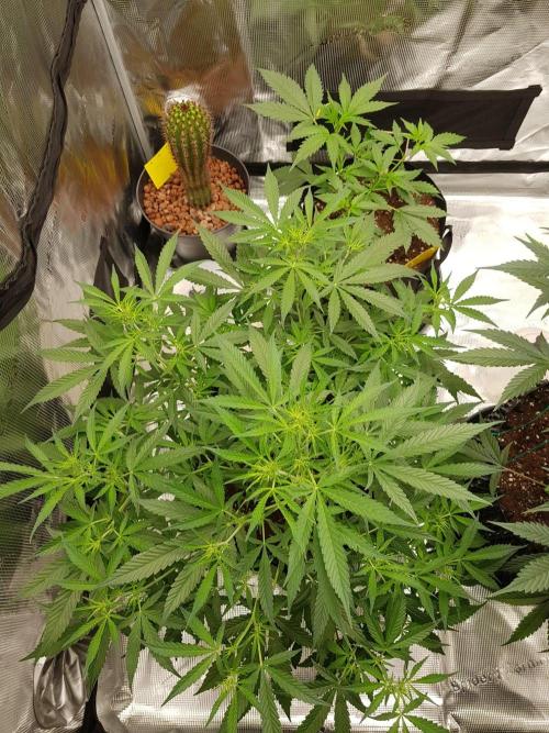 Pineapple Express Auto - Breeder Test. Week 8 - Tag 54 Seed Supplier