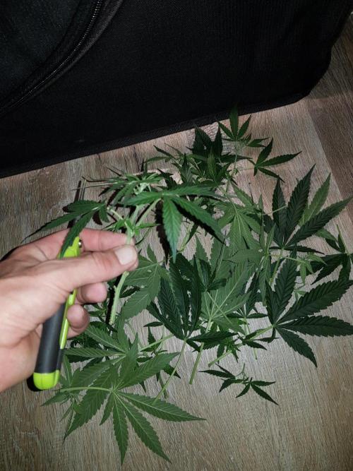 Pineapple Express Auto - Breeder Test. Week 8 - Tag 55 Seed Supplier
