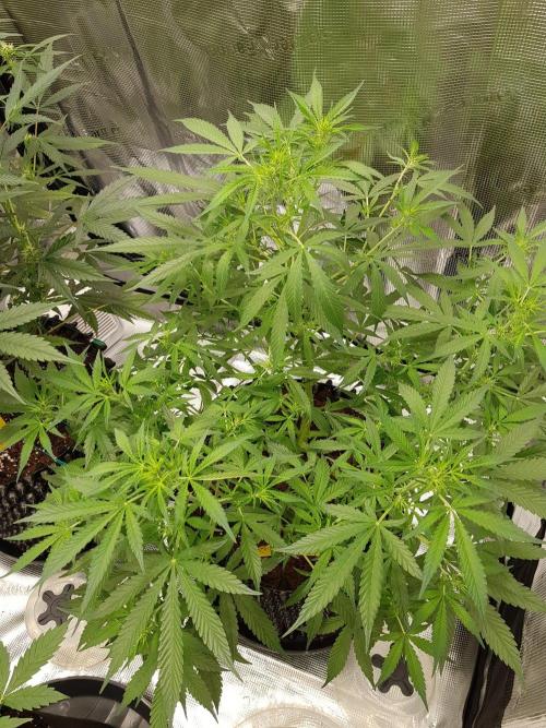 Pineapple Express Auto - Breeder Test. Week 8 - Tag 55 Seed Supplier
