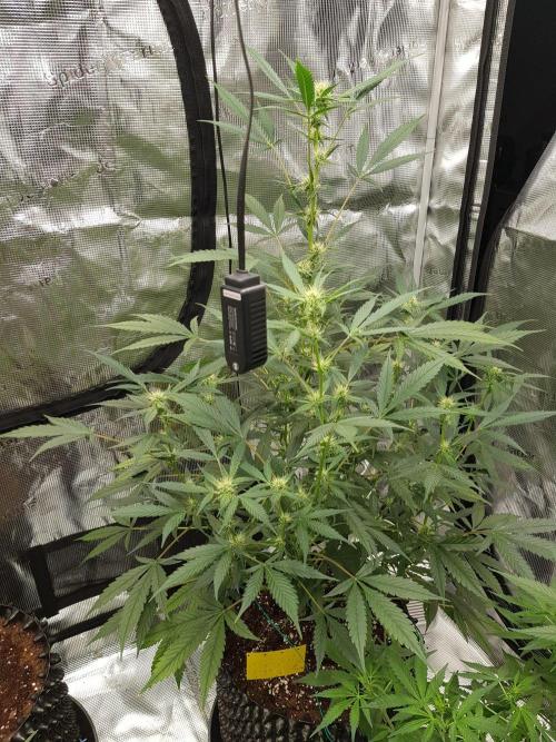 Pineapple Express Auto - Breeder Test. Week 8 - Tag 55 Fast Buds