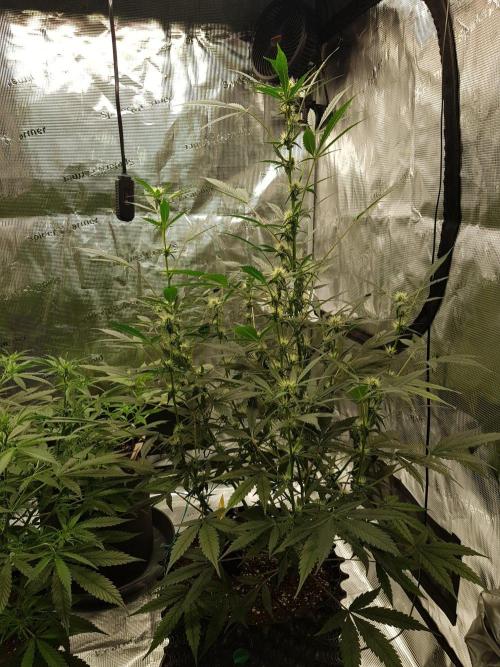 Pineapple Express Auto - Breeder Test. Week 8 - Tag 56 Fast Buds
