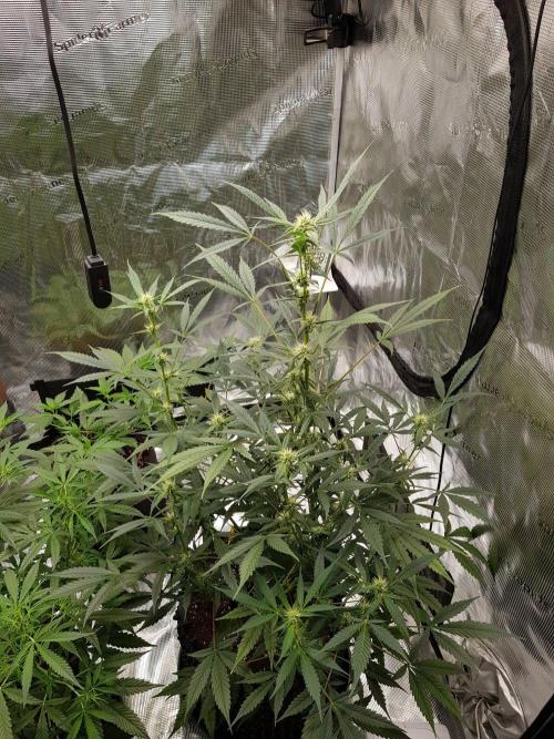 Pineapple Express Auto - Breeder Test. Week 8 - Tag 56 Fast Buds