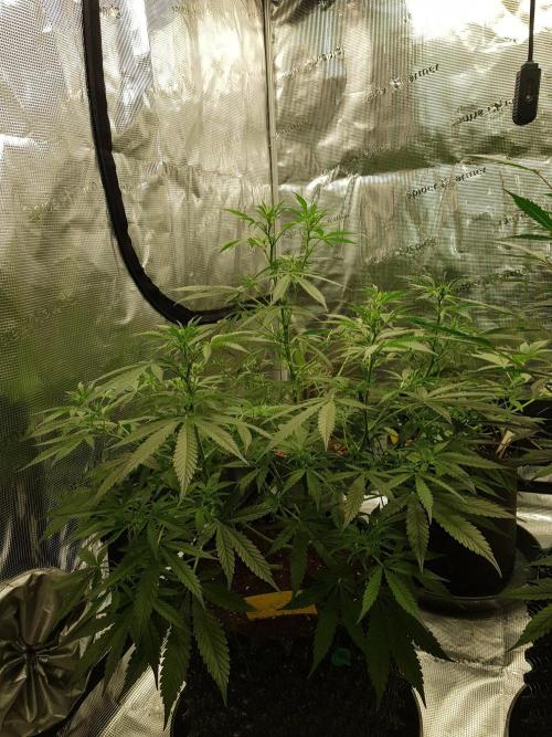 Pineapple Express Auto - Breeder Test. Week 8 - Tag 56 Seed Supplier