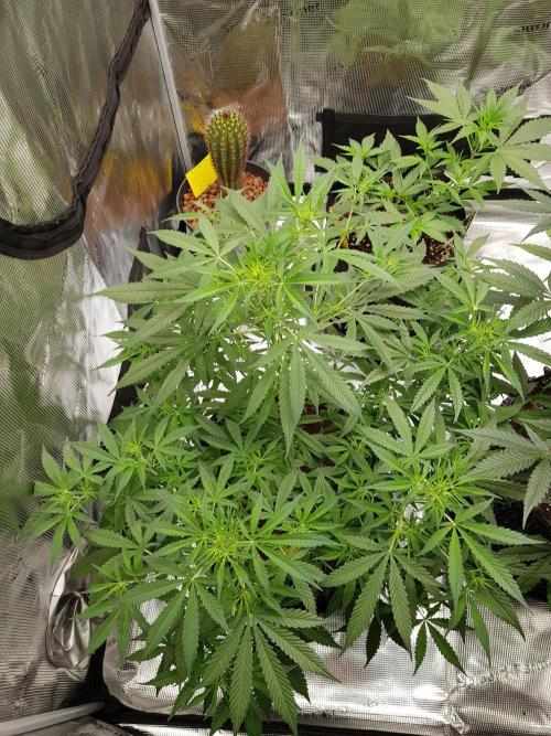 Pineapple Express Auto - Breeder Test. Week 8 - Tag 56 Seed Supplier