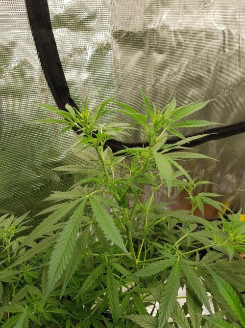 Pineapple Express Auto - Breeder Test. Week 8 - Tag 56 Seed Supplier Ende Blüte Woche 2