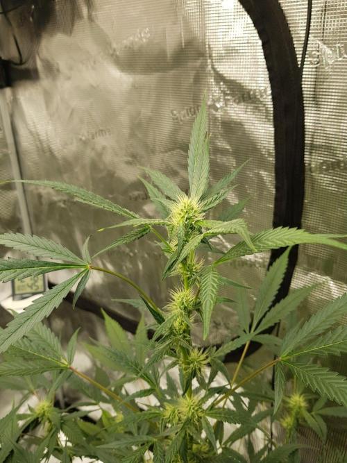 Pineapple Express Auto - Breeder Test. Week 8 - Tag 56 Fast Buds Ende Blüte Woche 3