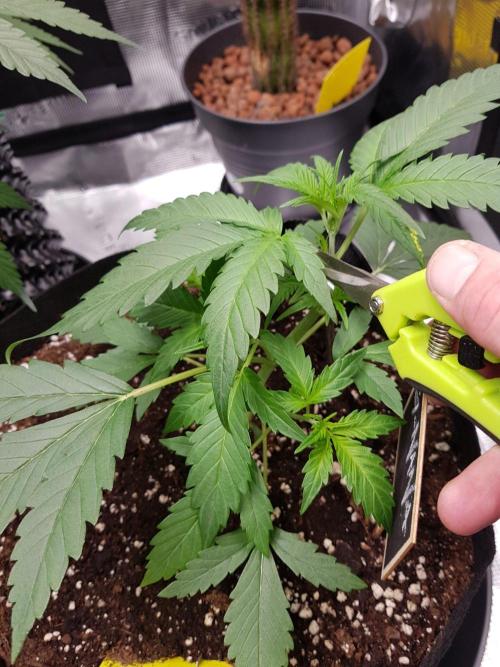 G-Nana Auto by Good Genetix. Week 4 - 23 Tag