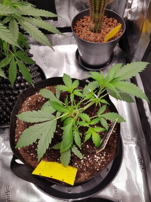 G-Nana Auto by Good Genetix. Week 4 - 23 Tag