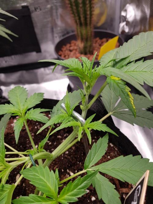 G-Nana Auto by Good Genetix. Week 4 - 23 Tag