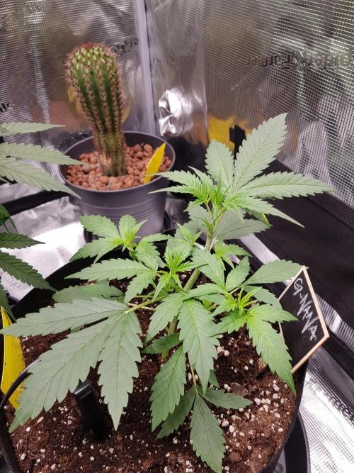 G-Nana Auto by Good Genetix. Week 4 - 24 Tag