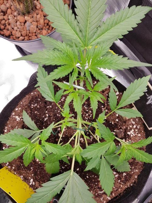 G-Nana Auto by Good Genetix. Week 4 - 24 Tag 