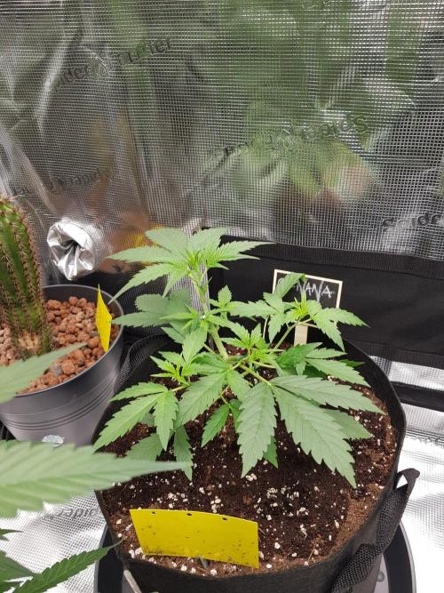 G-Nana Auto by Good Genetix. Week 4 - 24 Tag