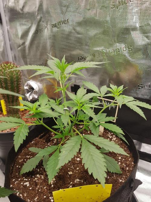 G-Nana Auto by Good Genetix. Week 4 - 26 Tag