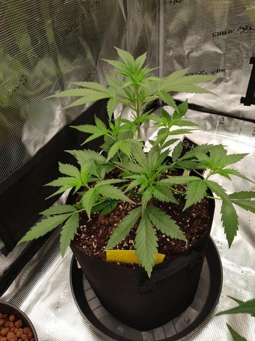 G-Nana Auto by Good Genetix. Week 4 - 28 Tag