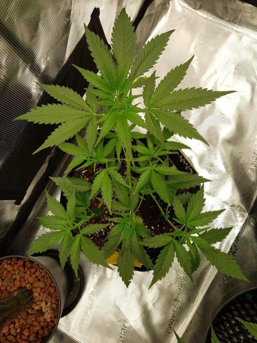 G-Nana Auto by Good Genetix. Week 4 - 28 Tag