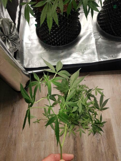 Pineapple Express Auto - Breeder Test. Week 9 - Tag 58 Seed Supplier