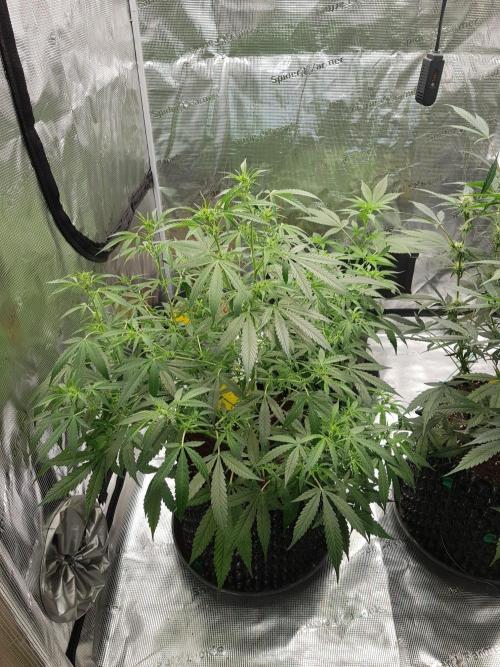 Pineapple Express Auto - Breeder Test. Week 9 - Tag 58 Seed Supplier