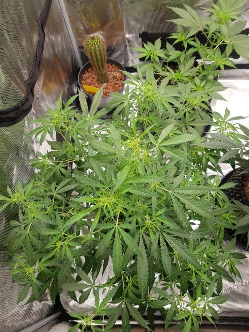 Pineapple Express Auto - Breeder Test. Week 9 - Tag 58 Seed Supplier