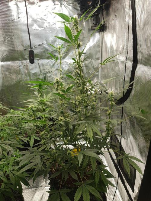 Pineapple Express Auto - Breeder Test. Week 9 - Tag 58 Fast Buds