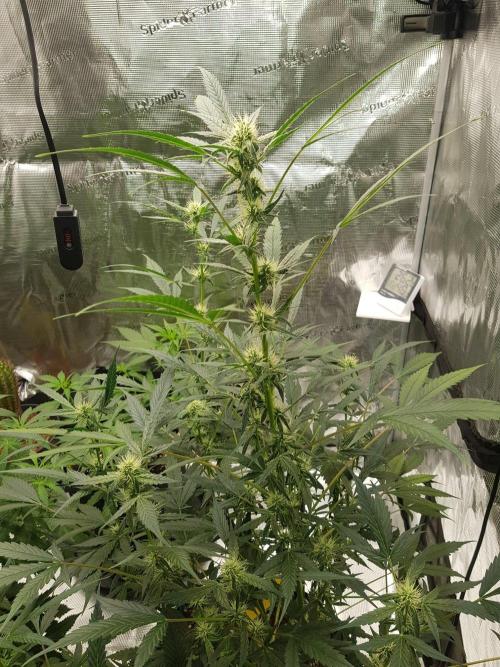 Pineapple Express Auto - Breeder Test. Week 9 - Tag 58 Fast Buds