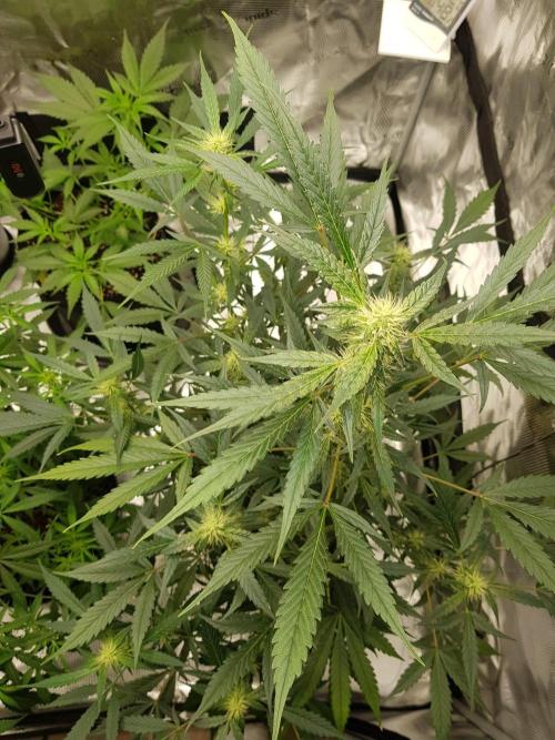 Pineapple Express Auto - Breeder Test. Week 9 - Tag 58 Fast Buds