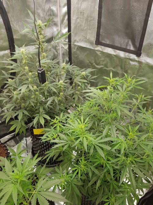 Pineapple Express Auto - Breeder Test. Week 9 - Tag 60 Seed Supplier